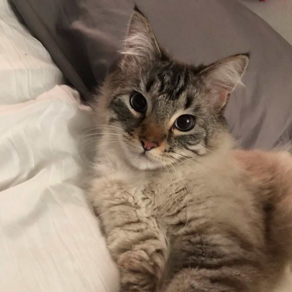 Meet your Posher, Dasia